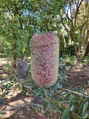 Banksia praemorsa