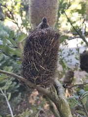 Banksia praemorsa