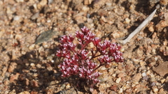Chorizanthe leptotheca
