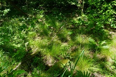 Carex seorsa