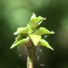 Carex seorsa