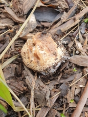 Ileodictyon cibarium