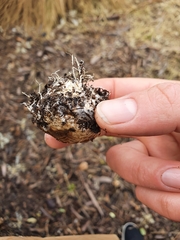 Ileodictyon cibarium