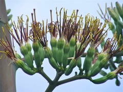 Agave angustifolia