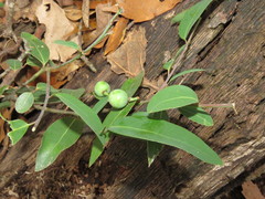 Litsea glaucescens