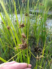 Bolboschoenus maritimus paludosus