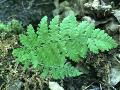 Cystopteris bulbifera