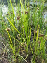 Bolboschoenus maritimus paludosus