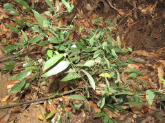 Litsea glaucescens