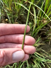 Bolboschoenus maritimus paludosus