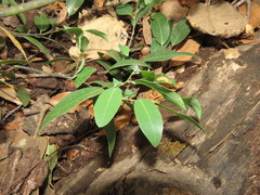 Litsea glaucescens
