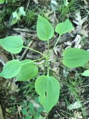 Smilax ecirrhata