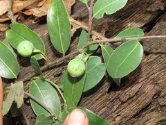 Litsea glaucescens