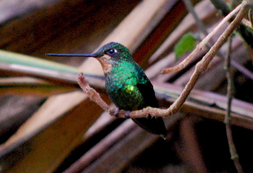 Dusky Starfrontlet (Coeligena orina), photo 6