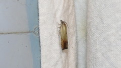 Eucosma radiatana