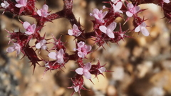 Chorizanthe leptotheca