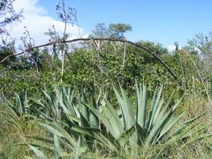 Agave weberi