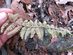 Myriopteris mexicana