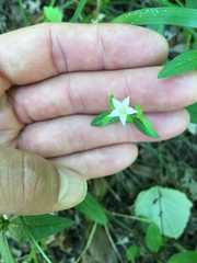 Spigelia texana