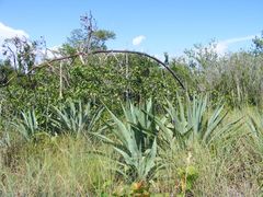 Agave weberi