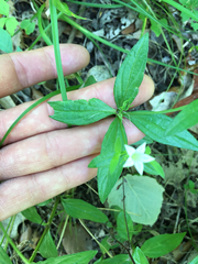 Spigelia texana