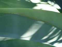 Agave weberi