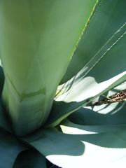 Agave weberi