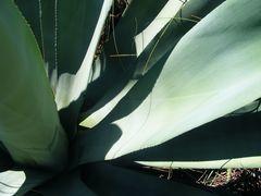 Agave weberi