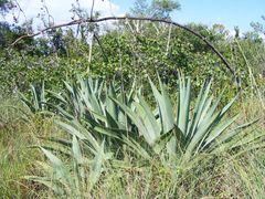 Agave weberi