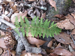 Myriopteris mexicana
