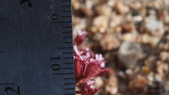 Chorizanthe leptotheca