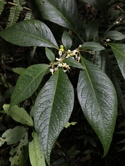 Lycianthes radiata