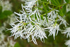 White Fringetree - Photo (c) Arthur T. LaBar, some rights reserved (CC BY-NC)