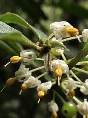 Lycianthes radiata