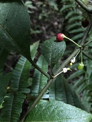 Lycianthes radiata