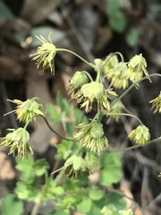Thalictrum hernandezii