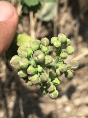 Thalictrum hernandezii