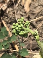 Thalictrum hernandezii