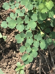 Thalictrum hernandezii