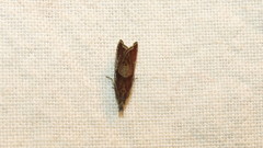 Dichrorampha acuminatana