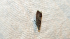 Dichrorampha acuminatana