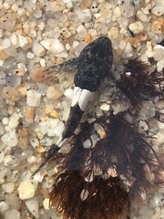 Clinocottus globiceps