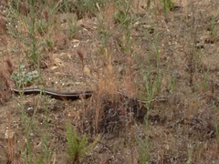 Masticophis lateralis