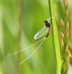 Callibaetis fluctuans