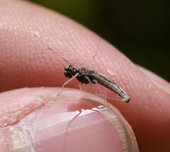 Callibaetis fluctuans