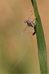 Callibaetis fluctuans