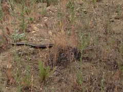 Masticophis lateralis