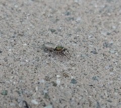 Salticus peckhamae