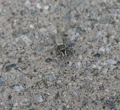 Salticus peckhamae