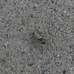Salticus peckhamae
